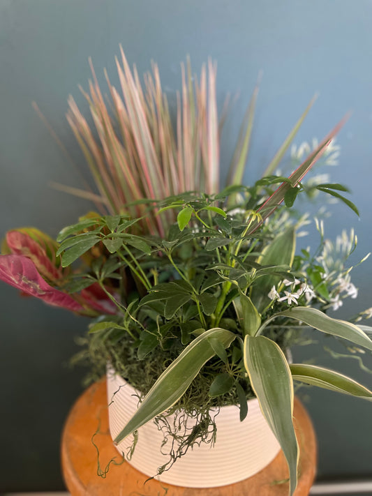 Plant Arrangement in Ceramic Bowl